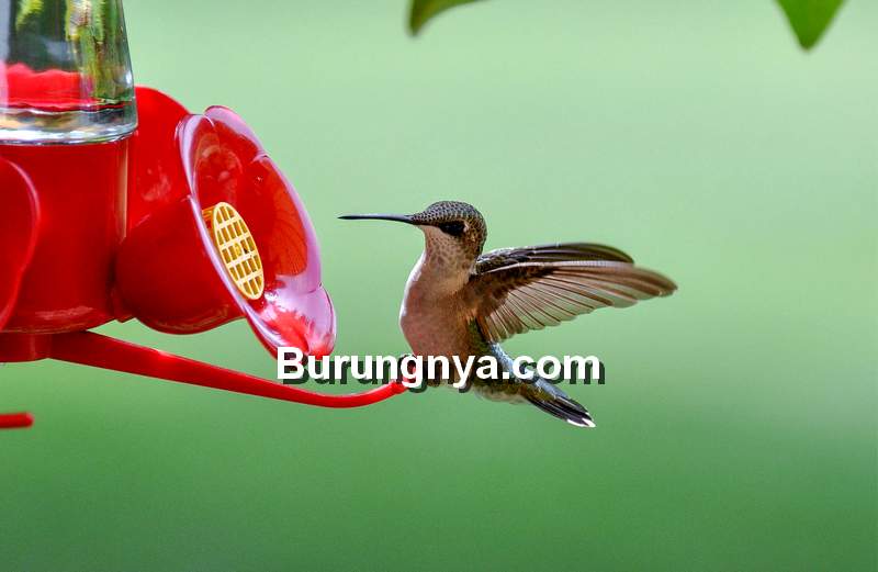 Detail Foto Burung Kolibri Ninja Nomer 39