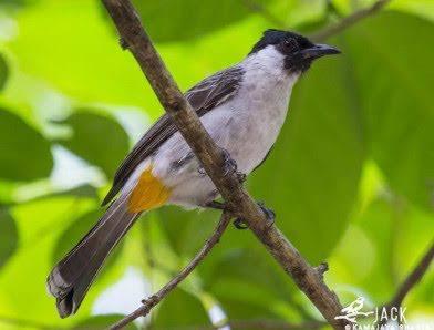 Detail Foto Burung Kutilang Nomer 17