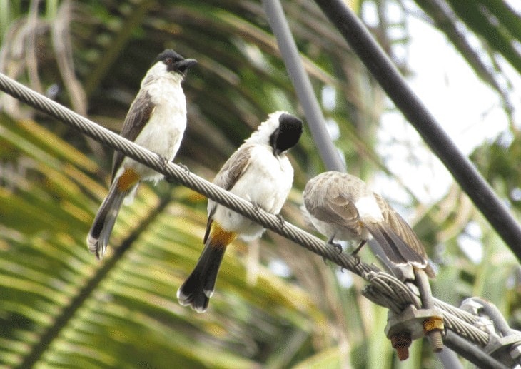 Detail Foto Burung Kutilang Nomer 38