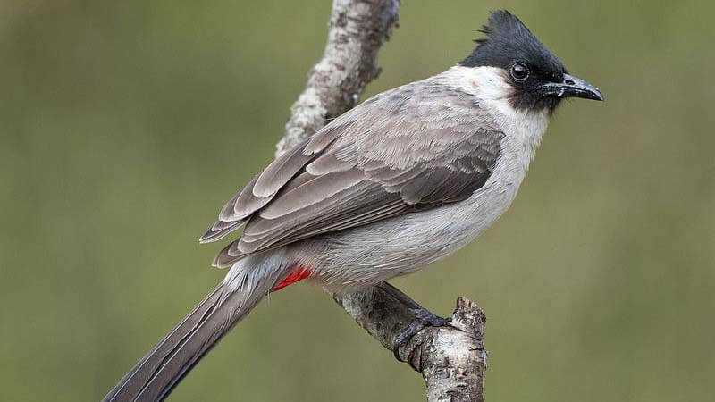 Detail Foto Burung Kutilang Nomer 8