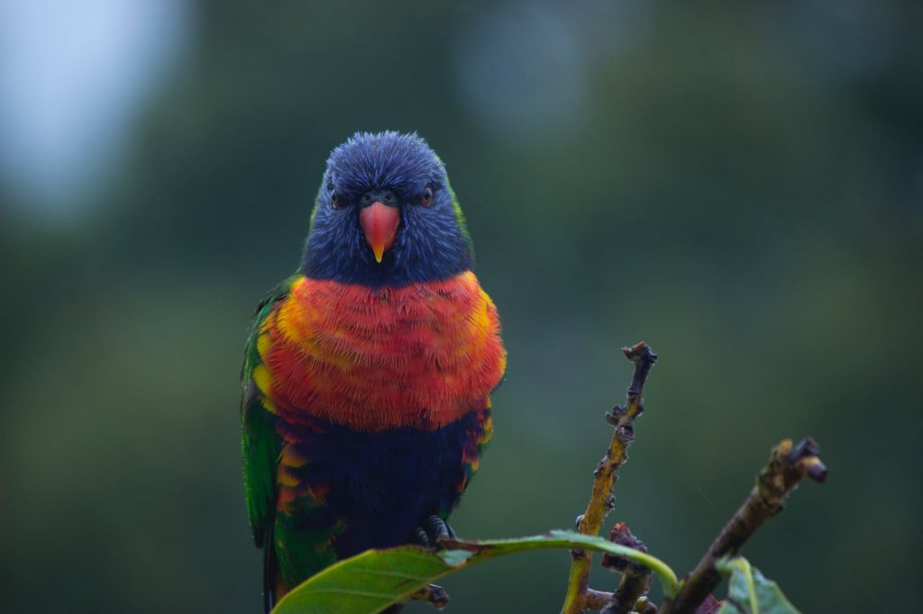 Detail Foto Burung Kutilang Emas Nomer 18