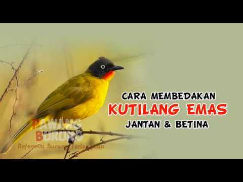 Detail Foto Burung Kutilang Emas Nomer 26