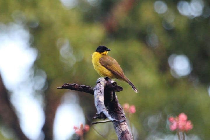 Detail Foto Burung Kutilang Emas Nomer 37