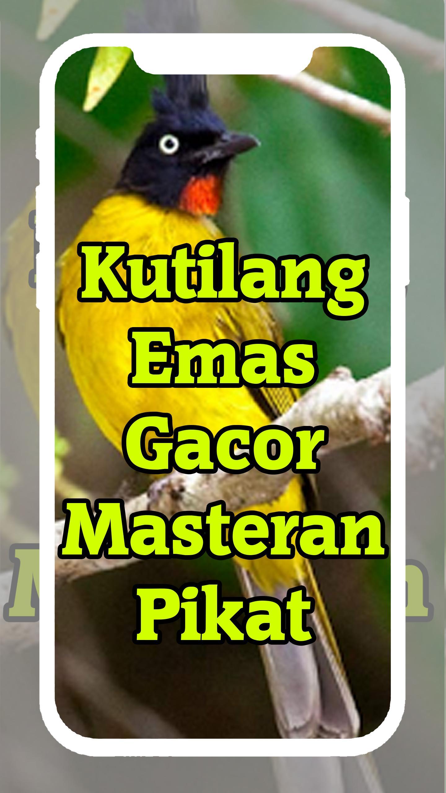 Detail Foto Burung Kutilang Emas Nomer 45