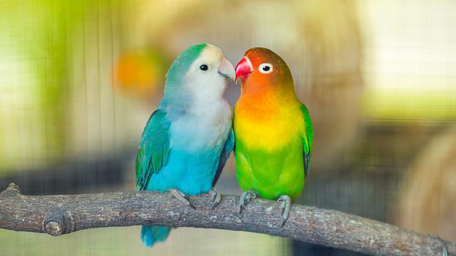 Foto Burung Love Bird - KibrisPDR