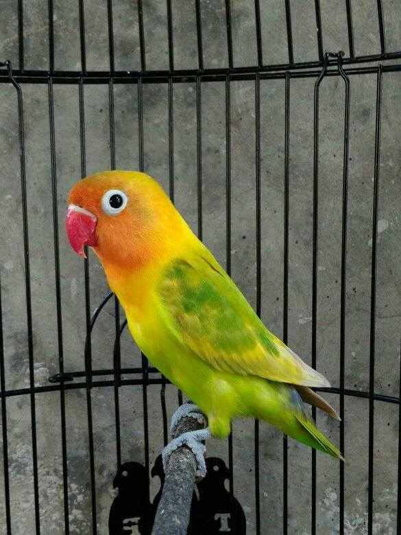 Detail Foto Burung Lovebird Nomer 46