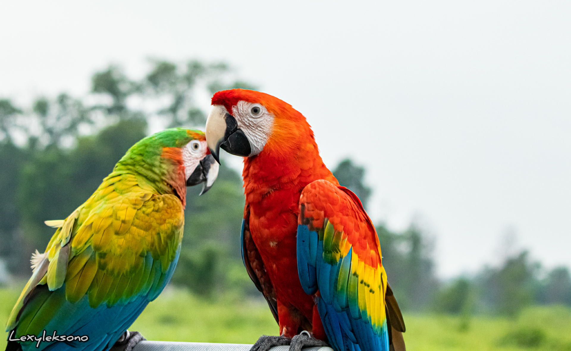 Detail Foto Burung Macaw Nomer 26