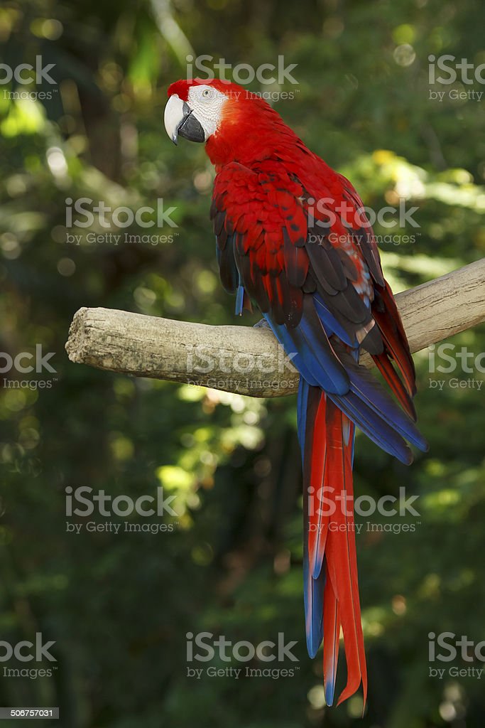 Detail Foto Burung Macaw Nomer 28