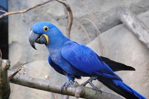 Detail Foto Burung Macaw Nomer 37