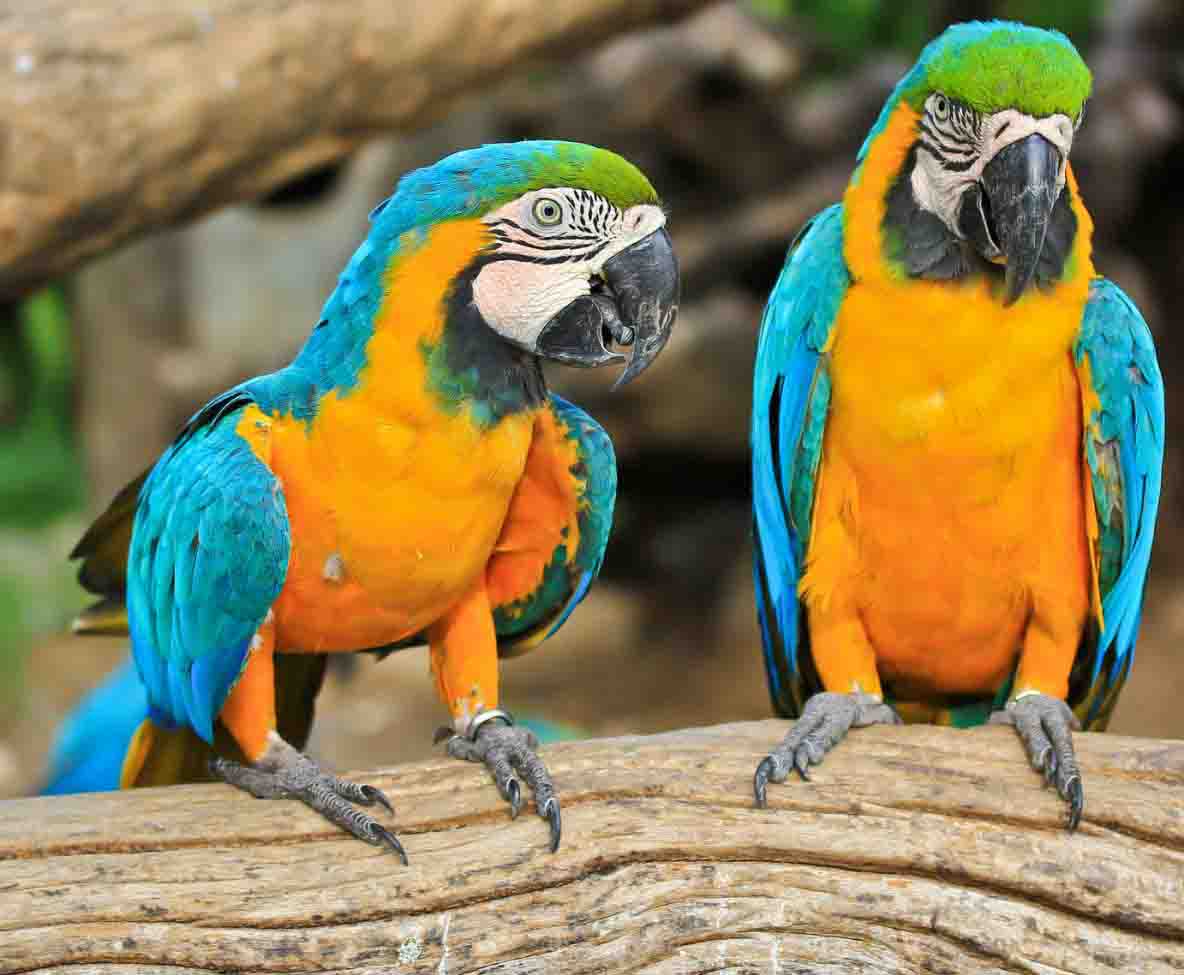 Detail Foto Burung Macaw Nomer 38