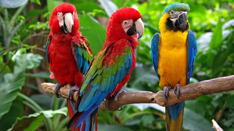 Detail Foto Burung Macaw Nomer 39