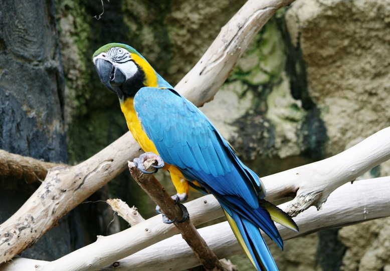 Detail Foto Burung Macaw Nomer 9