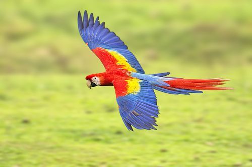Detail Foto Burung Macaw Nomer 10