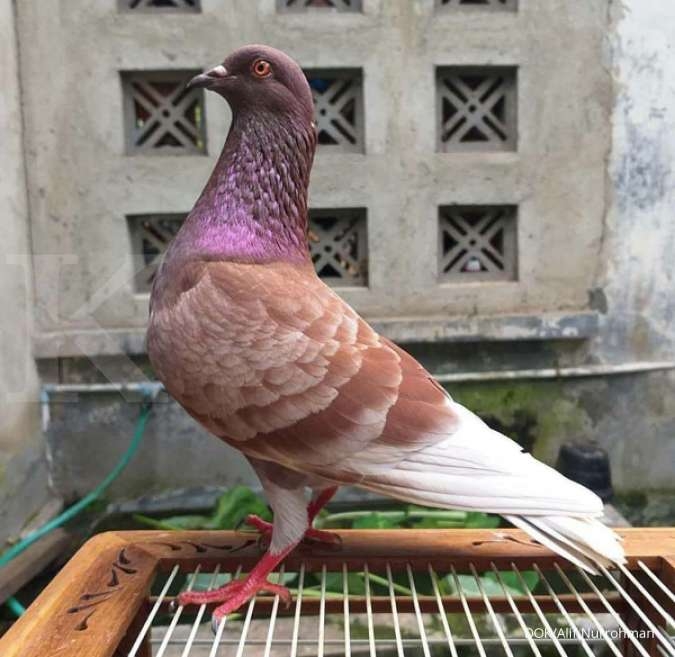 Detail Foto Burung Merpati Balap Nomer 2