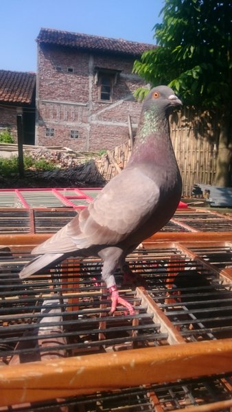 Detail Foto Burung Merpati Balap Nomer 21