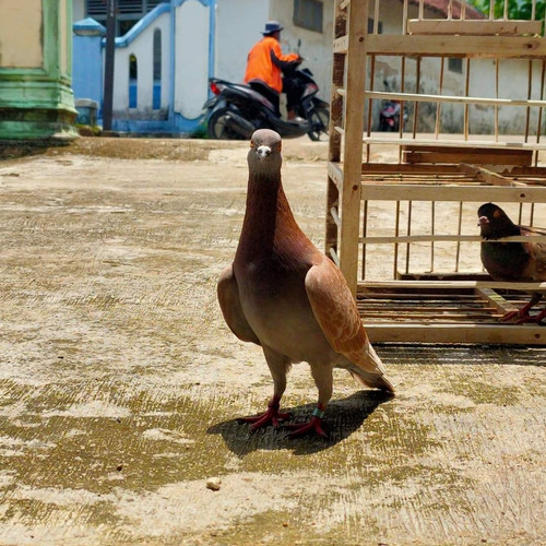 Detail Foto Burung Merpati Balap Nomer 22