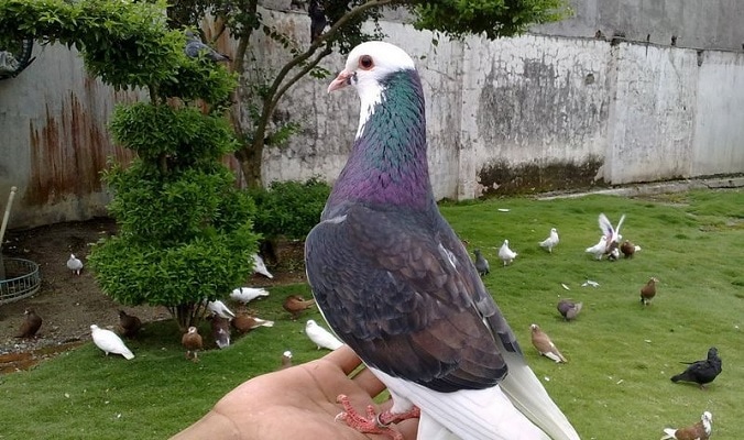 Detail Foto Burung Merpati Balap Nomer 8