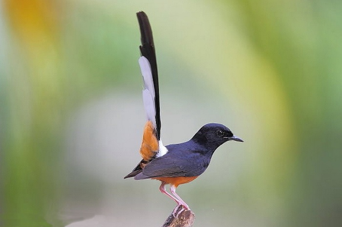 Detail Foto Burung Murai Batu Nomer 24