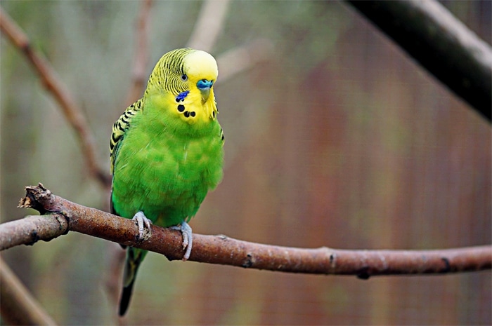 Detail Foto Burung Parkit Nomer 22