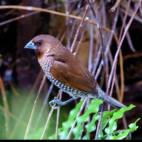 Detail Foto Burung Pipit Nomer 13