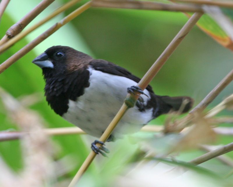 Detail Foto Burung Pipit Nomer 15