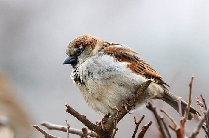 Detail Foto Burung Pipit Nomer 3