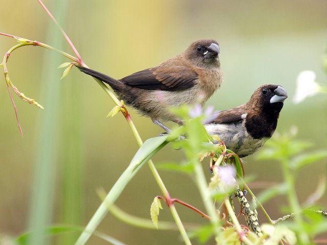 Detail Foto Burung Pipit Nomer 27