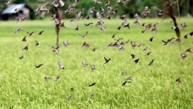 Detail Foto Burung Pipit Nomer 31