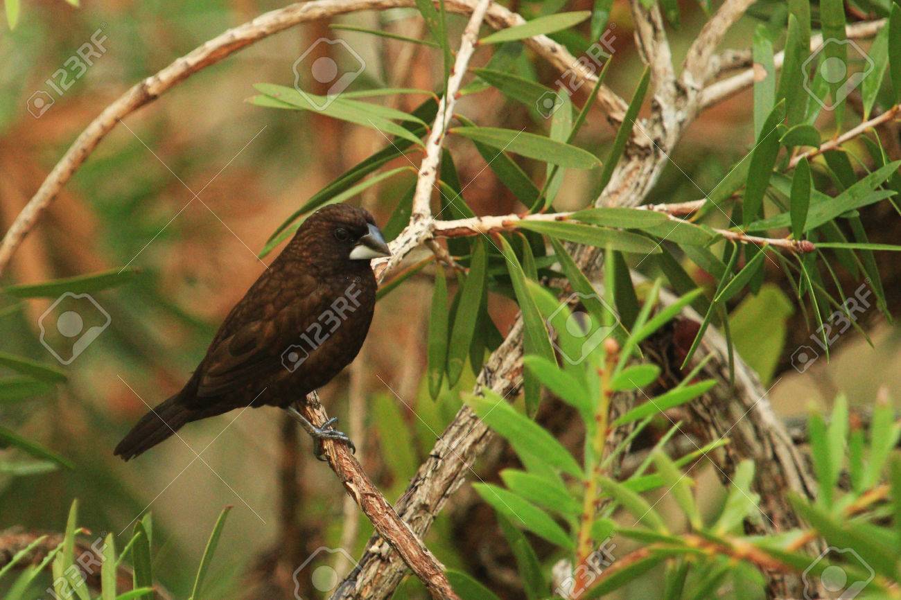 Detail Foto Burung Pipit Nomer 34