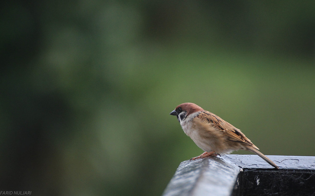 Detail Foto Burung Pipit Nomer 37