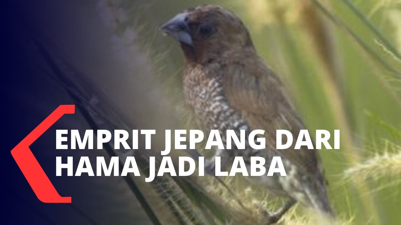 Detail Foto Burung Pipit Nomer 39