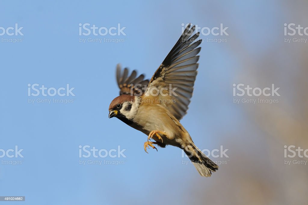 Detail Foto Burung Pipit Nomer 40