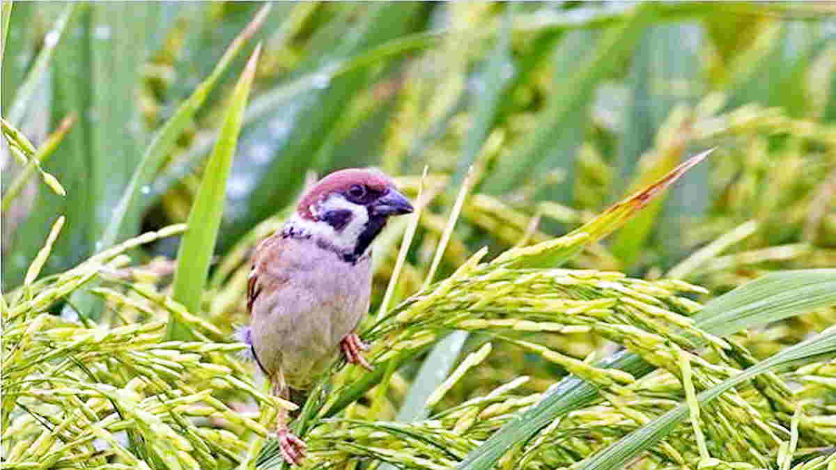 Detail Foto Burung Pipit Nomer 41