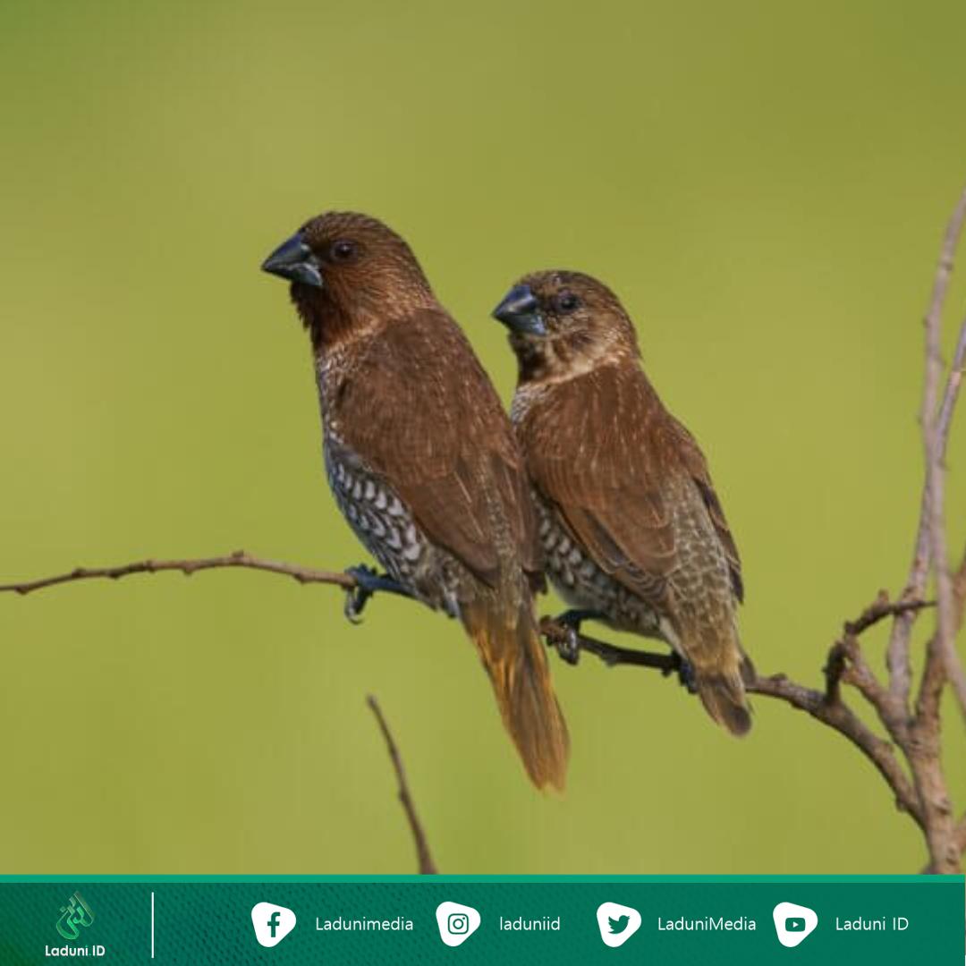 Detail Foto Burung Pipit Nomer 42