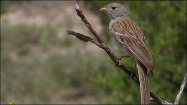 Detail Foto Burung Pipit Nomer 45