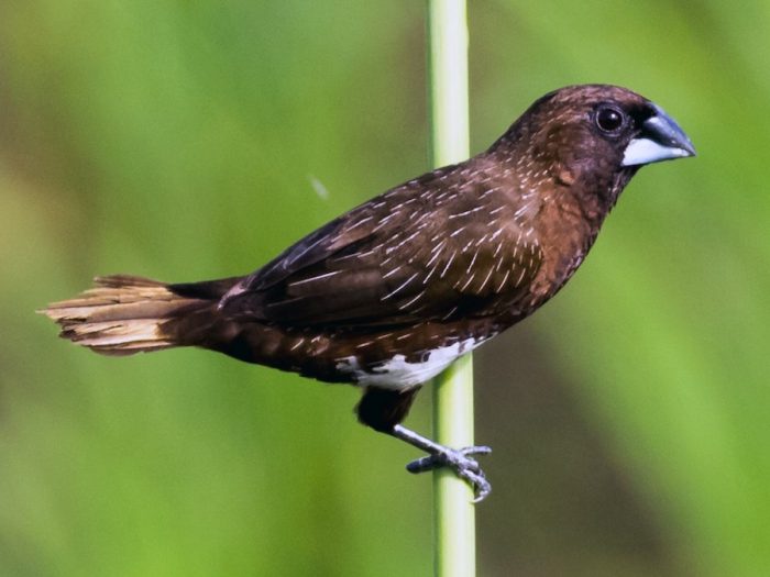 Detail Foto Burung Pipit Nomer 49