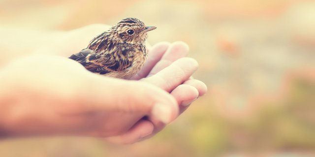 Detail Foto Burung Pipit Nomer 50