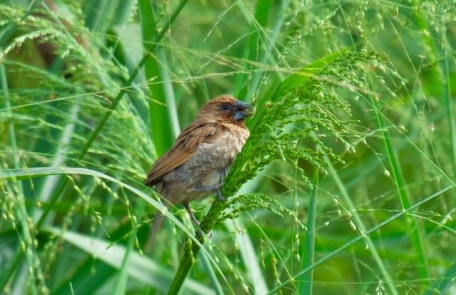 Detail Foto Burung Pipit Nomer 6