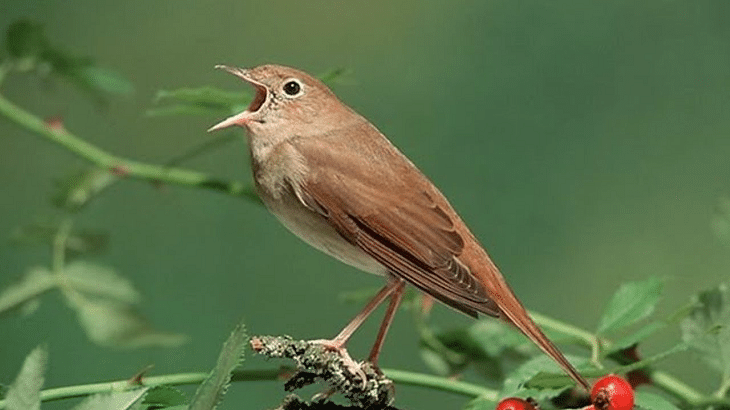 Detail Foto Burung Potro Nomer 32