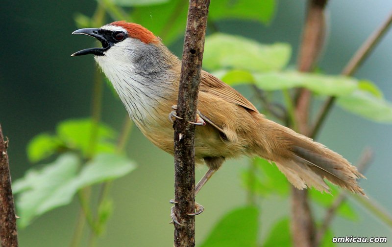 Detail Foto Burung Potro Nomer 5