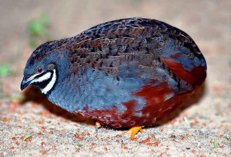 Detail Foto Burung Puyuh Nomer 12