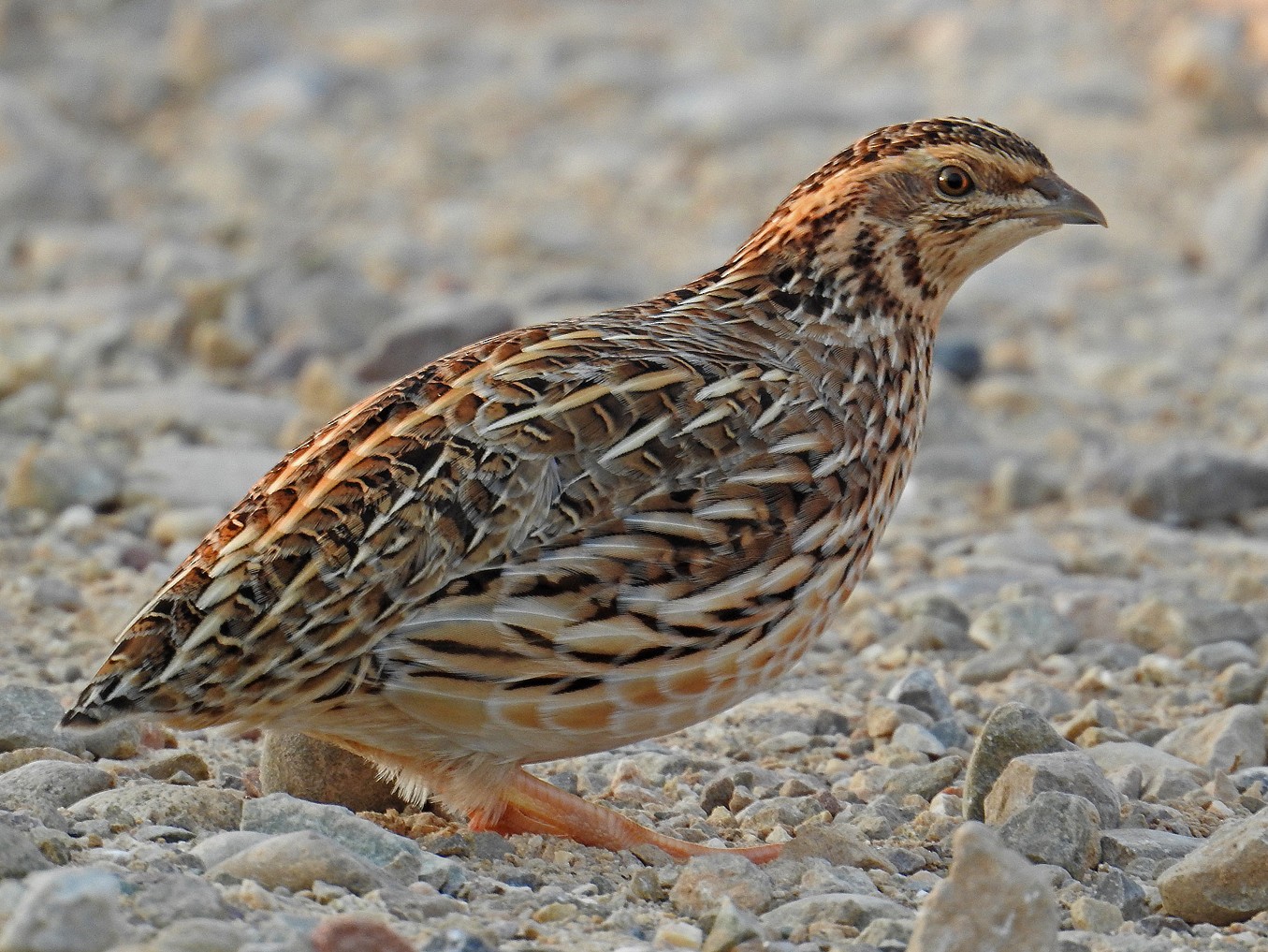 Detail Foto Burung Puyuh Nomer 18