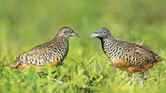 Detail Foto Burung Puyuh Nomer 4