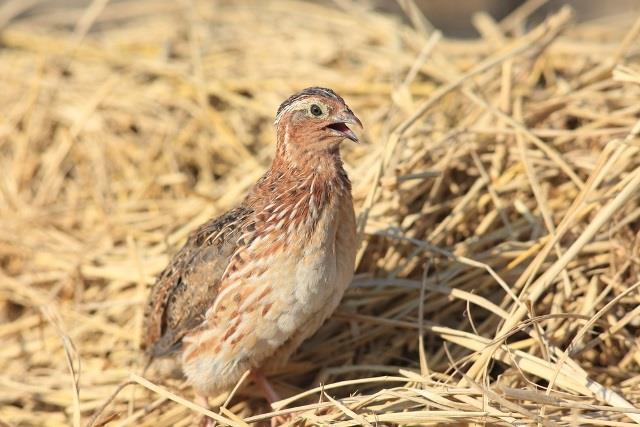 Detail Foto Burung Puyuh Nomer 25