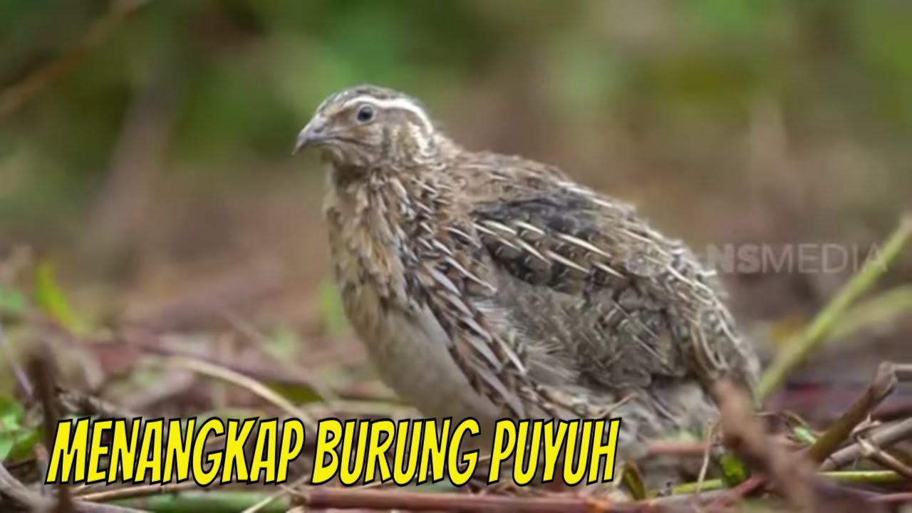 Detail Foto Burung Puyuh Nomer 34