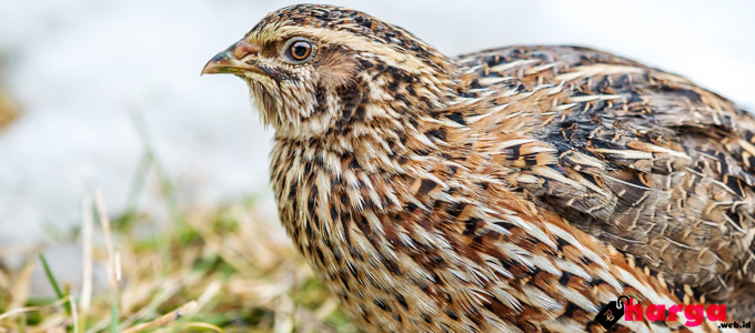 Detail Foto Burung Puyuh Nomer 40