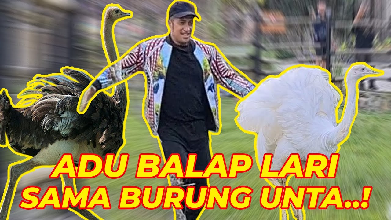 Detail Foto Burung Unta Nomer 25