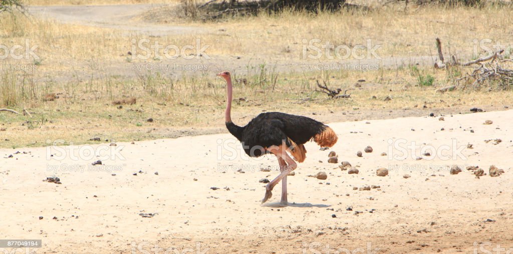 Detail Foto Burung Unta Nomer 45