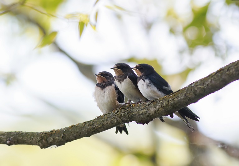 Detail Foto Burung Walet Nomer 16