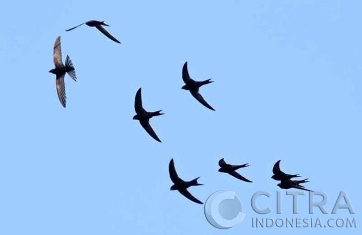 Detail Foto Burung Walet Nomer 25